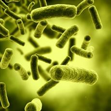 بررسی باکتری اشریشیا کولی (Escherichia coli)