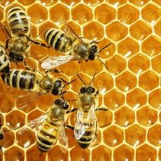 تحقیق در مورد پرورش زنبور عسل